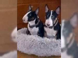 Miniatur Bullterrier Welpen