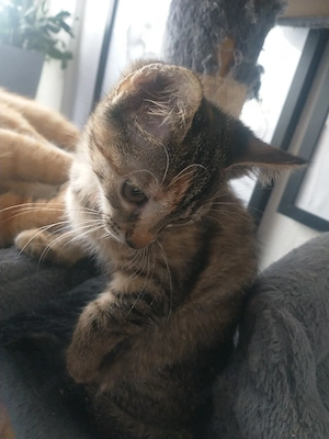 kleine malu 12 wichen alt sucht neues zuhause 