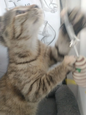 super liebe kleine maus sucht neues zuhause 