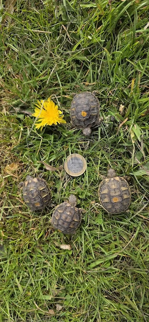 griechische Landschildkröten (Thh), Westrasse