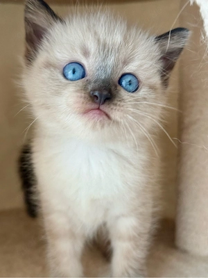 Wunderschöne Siam- Ragdoll-Mix Kitten mit blauen Augen zu vergeben