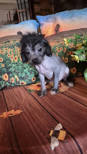 Pudel x Chinese Crested Welpen dürfen bald umziehen 