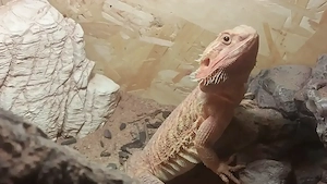 Bartagame  männlich  mit Terrarium 