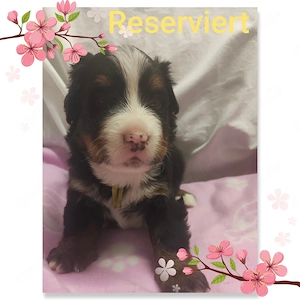 Bernersennenwelpen (Rüden) suchen ein neues Zuhause Bild 5