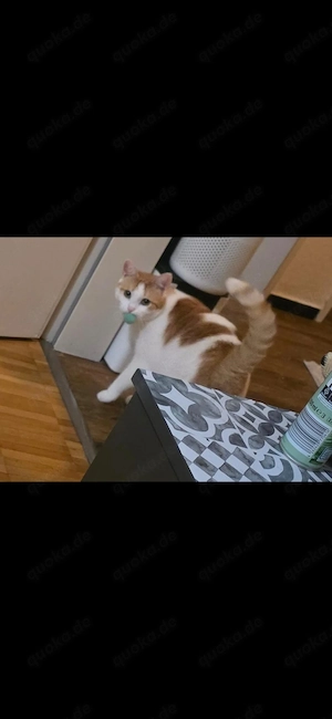 3 Katzen suchen neues zu Hause 