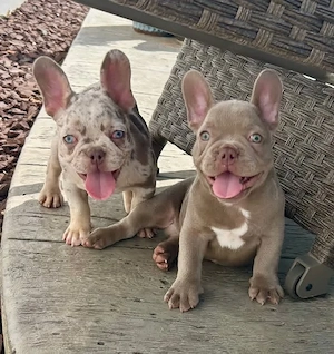 Französische Bulldoggenwelpen - 2 Weibchen und 2 Männchen)