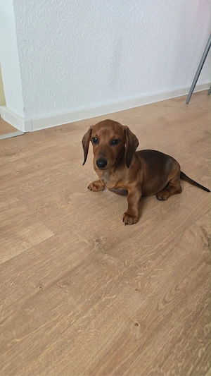 Schöne Zwergdackel-Welpen