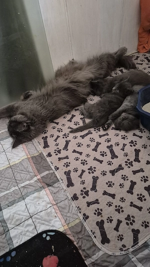 2 Süsse Main-Coon Mädchen