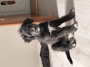 Süßer Mischlingswelpe sucht ein Zuhause