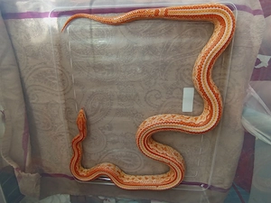 Kornnatter zu verkaufen 