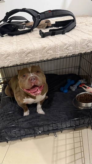  kräftiger american bully 