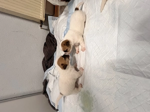 Welpen Jack Russell Terrier