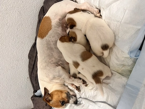 Welpen Jack Russell Terrier