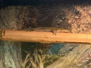 Phelsuma laticauda Nachwuchs