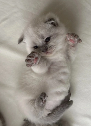 bkh reinrassige babys 