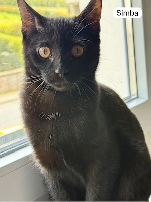 Süße, verschmuste Katzenbabys (BKH-Mix) suchen liebevolle Familie