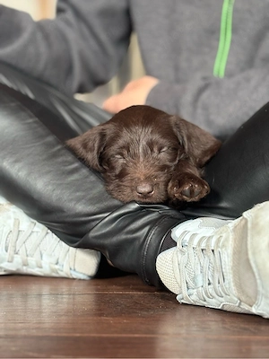 deutsch drahthaar mix welpen 