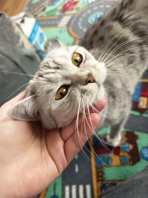 BKH-Katze abzugeben in gute Hände 