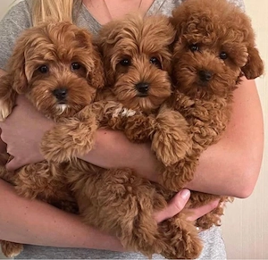 Maltipoo mini welpen