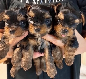 Yorkshire terrier mini welpen