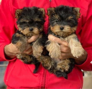 Yorkshire terrier mini welpen