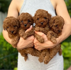 Yorkshire terrier mini welpen