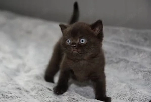 bkh reinrassige babys 