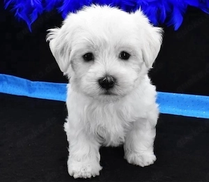 Malteser mini welpen