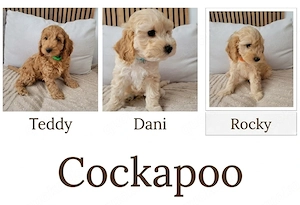 Wunderschöne Cockapoo Welpen - demnächst abzugeben