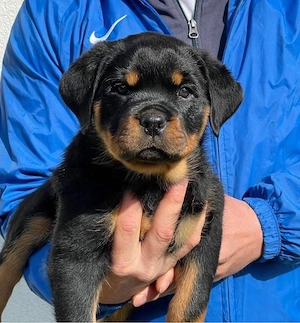 Rottwriler welpen Bild 5