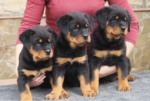 Rottwriler welpen Bild 2