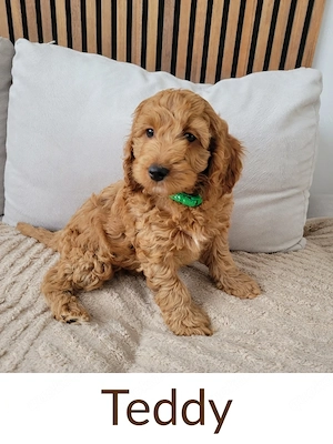 Wunderschöne Cockapoo Welpen - sofort abgabebereit