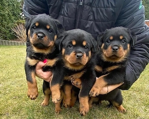 Rottweiler welpen