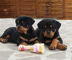 Rottwriler welpen Bild 4