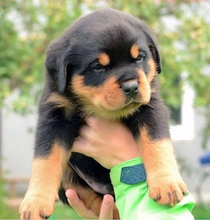 Rottwriler welpen Bild 3