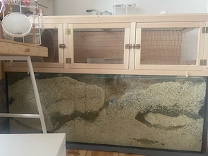 2 männliche Rennmäuse mit artgerechten Zubehör abzugeben  Bild 3