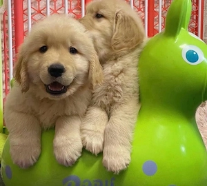 Golden Retriever welpen