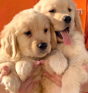 Golden Retriever welpen