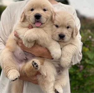 Golden Retriever welpen