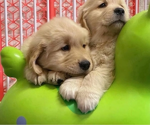 Golden Retriever welpen