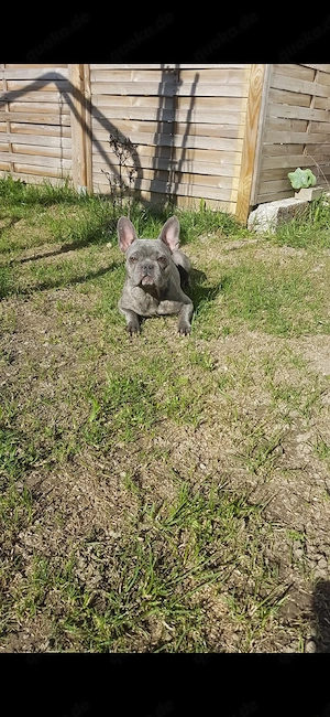 Sportliche verspielte Französische bulldogge Dame