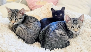 Kitten Joy, Janni, Jumbo und Janik suchen ihr Zuhause