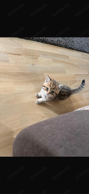 Süße Britisch Kurzhaar Kätzchen suchen ein liebevolles Zuhause   