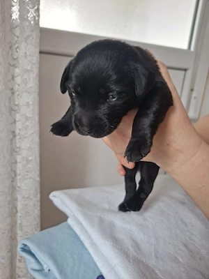 Wunderschöne Labrador Welpen