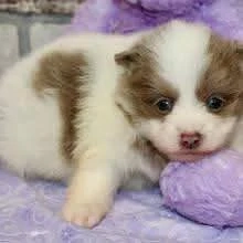 Pomeranian-Welpen   Reservierung möglich (Besichtigung nach Vereinbarung)