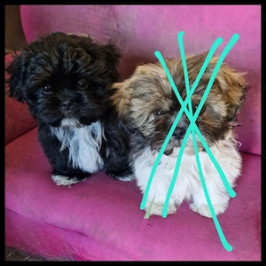Shih Tzu Welpe Rüde Bild 3
