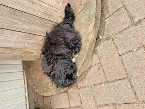 Shih Tzu Welpe Rüde Bild 2