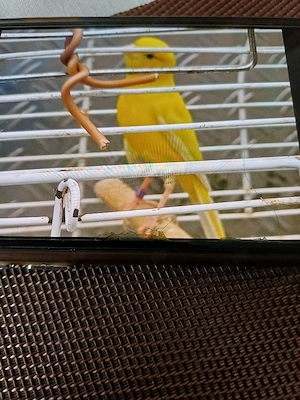 Spanischer Kanarienvogel 