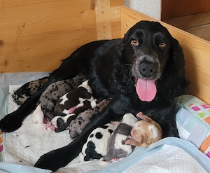 Cockapoo Welpen Harlekin-Merle