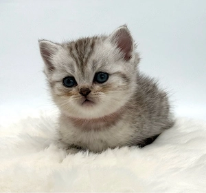 Wunderschöner reinrassiger BKH Kater mit Stammbaum!